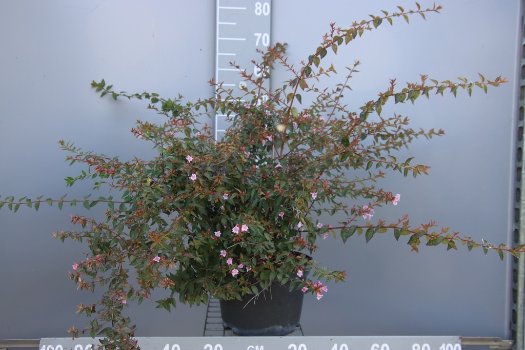 [AGEGA3] ABELIA 'EDWARD GOUCHER' (Pot 3 liter, 30-40 cm)