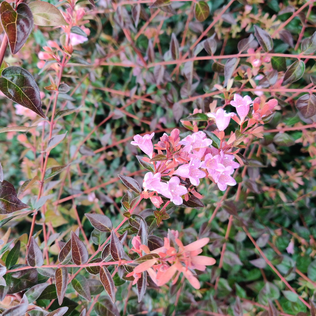 [AGEGA3] ABELIA 'EDWARD GOUCHER' (Pot 3 litres, 30-40 cm)