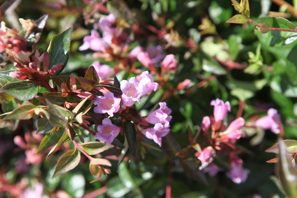 ABELIA 'EDWARD GOUCHER'