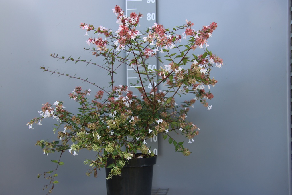 [AGR30] ABELIA GRANDIFLORA (Pot 3 liter, 30-40 cm)