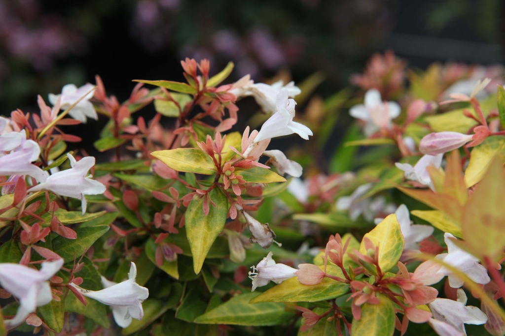 [xx] ABELIA GRANDIFLORA 'FRANCIS MASON' (Pot 3 liter, 30-40 cm)