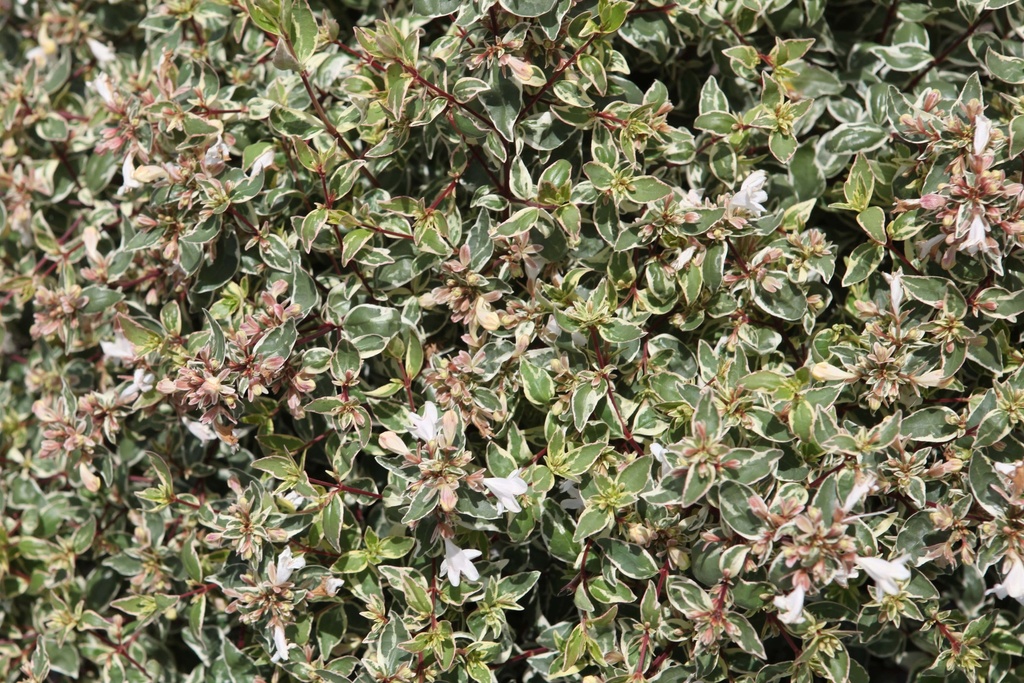 ABELIA GRANDIFLORA SPARKLING SILVER
