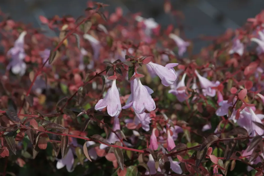 [xx] ABELIA PROVEN WINNERS® PINKY BELLS (Pot 3 liter, 25-30 cm)