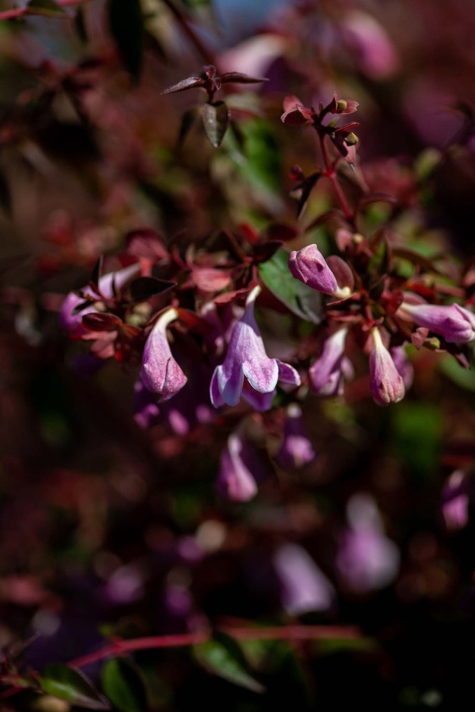 [xx] ABELIA PROVEN WINNERS® PINKY BELLS (Pot 3 liter, 25-30 cm)