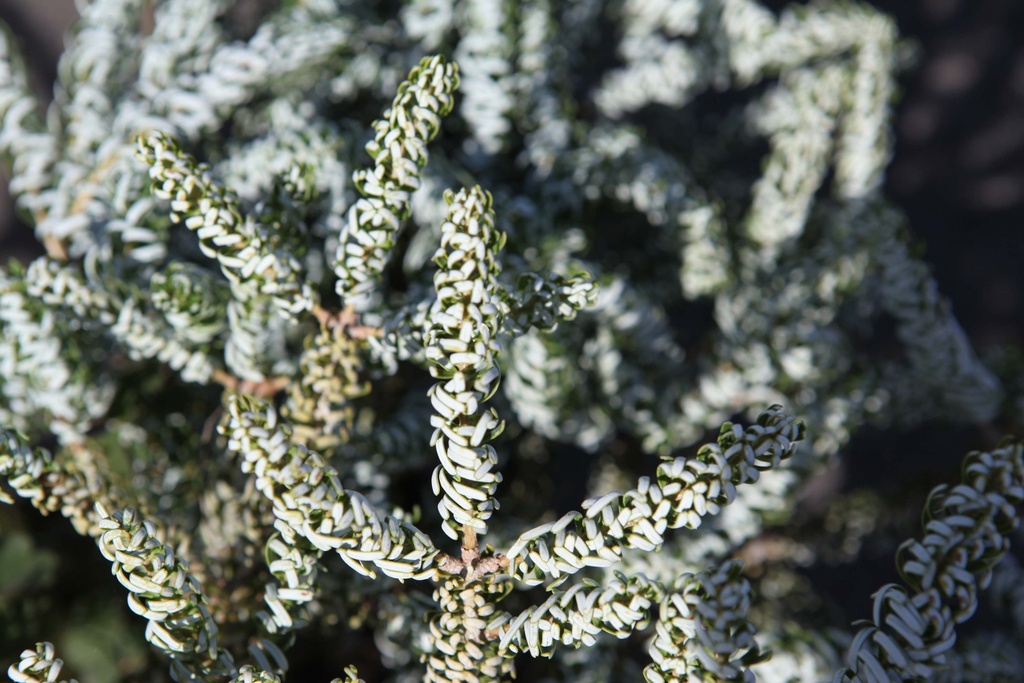 ABIES KOREANA 'SILBERLOCKE'