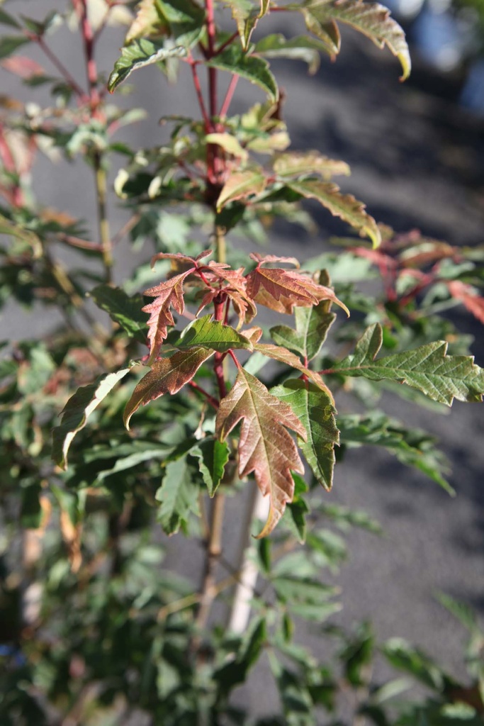 [AGRI125] ACER GRISEUM (Pot, 125-150 cm)