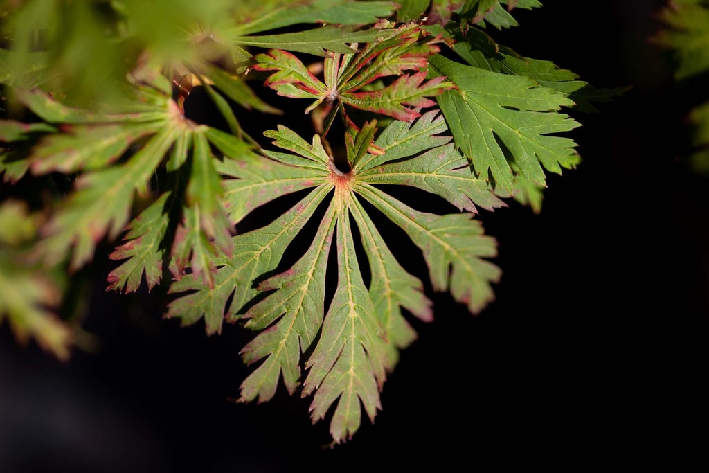ACER JAPONICUM 'ACONITIFOLIUM'