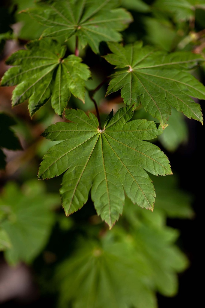 ACER JAPONICUM 'VITIFOLIUM'