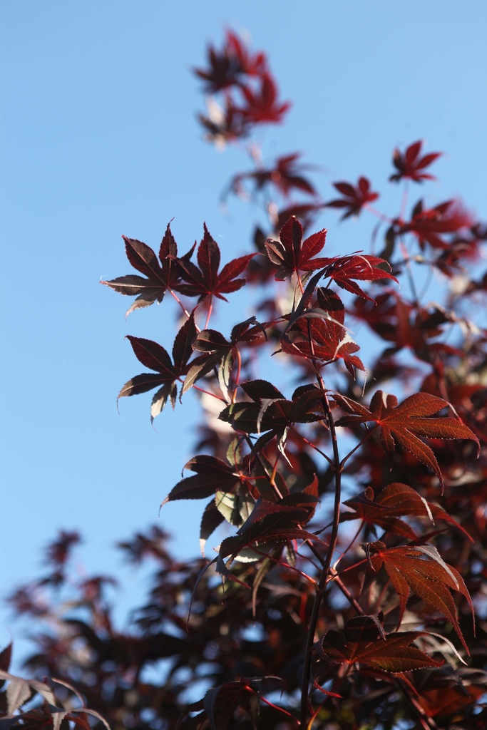 ACER PALMATUM 'BLOODGOOD'