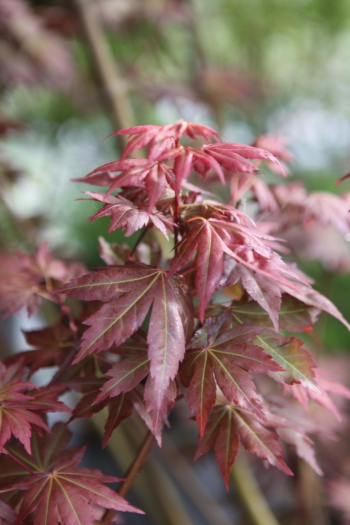 ACER PALMATUM BROWN SUGAR