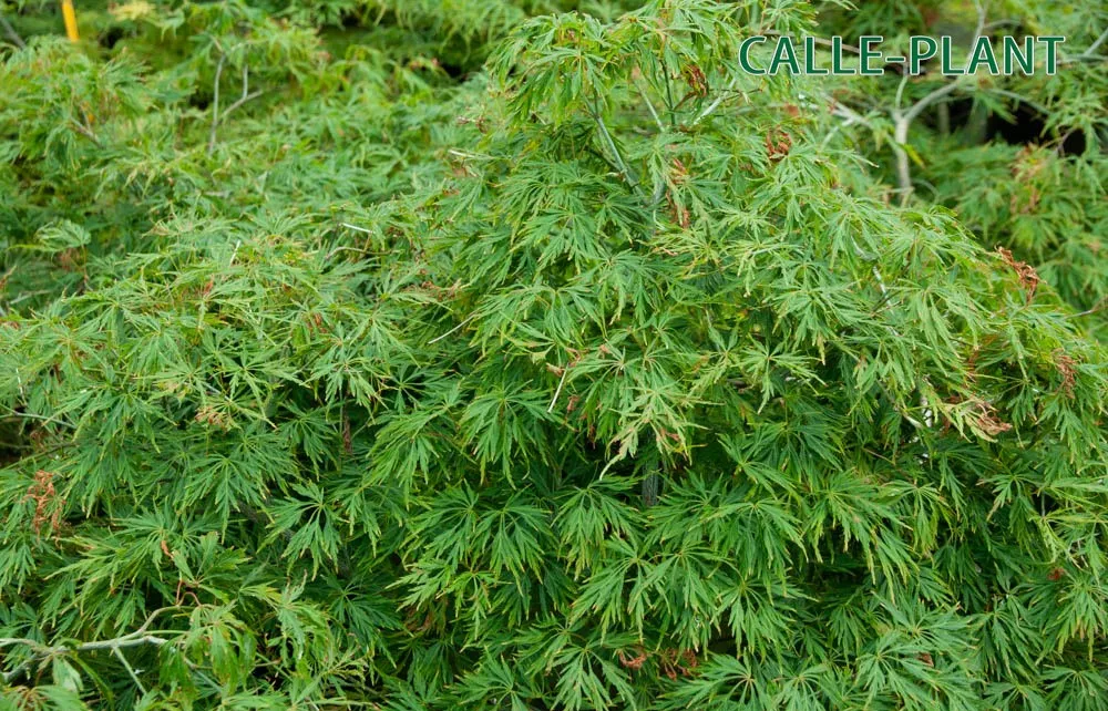 [APDI100] ACER PALMATUM 'DISSECTUM' (Pot, 100-125 cm)