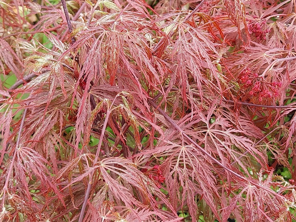 [APGA80] ACER PALMATUM 'DISSECTUM GARNET' (Pot 15 litres, 80-100 cm)