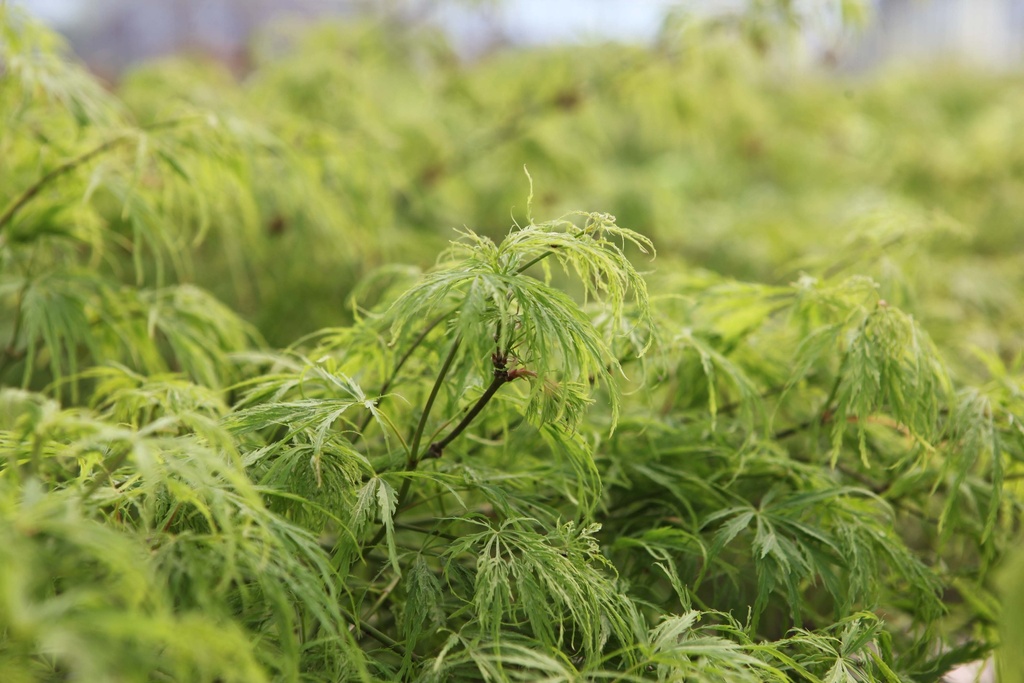 ACER PALMATUM 'DISSECTUM VIRIDIS'