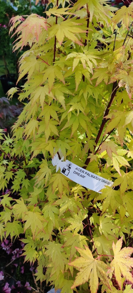 [APODR50] ACER PALMATUM 'ORANGE DREAM' (Pot 3 liter, 50-60 cm)