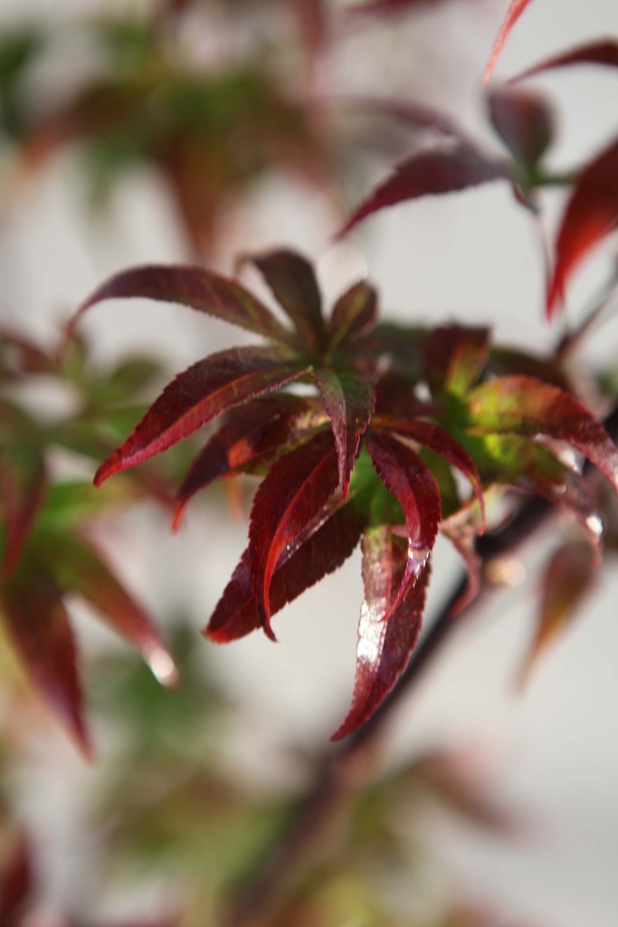 ACER PALMATUM 'RED EMPEROR'