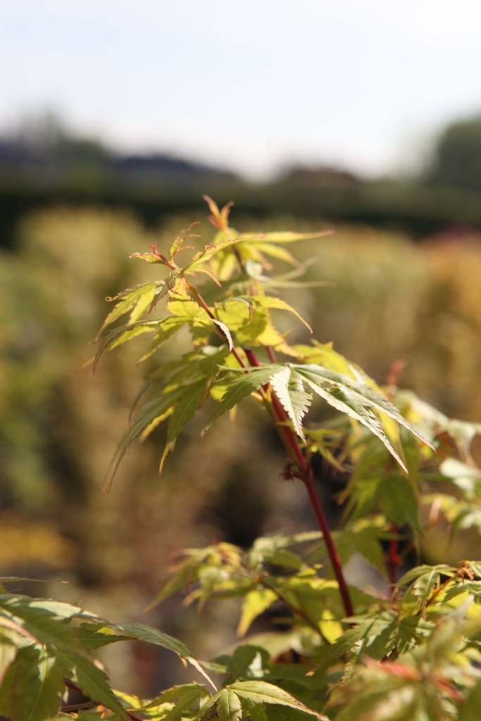 ACER PALMATUM 'SANGOKAKU'