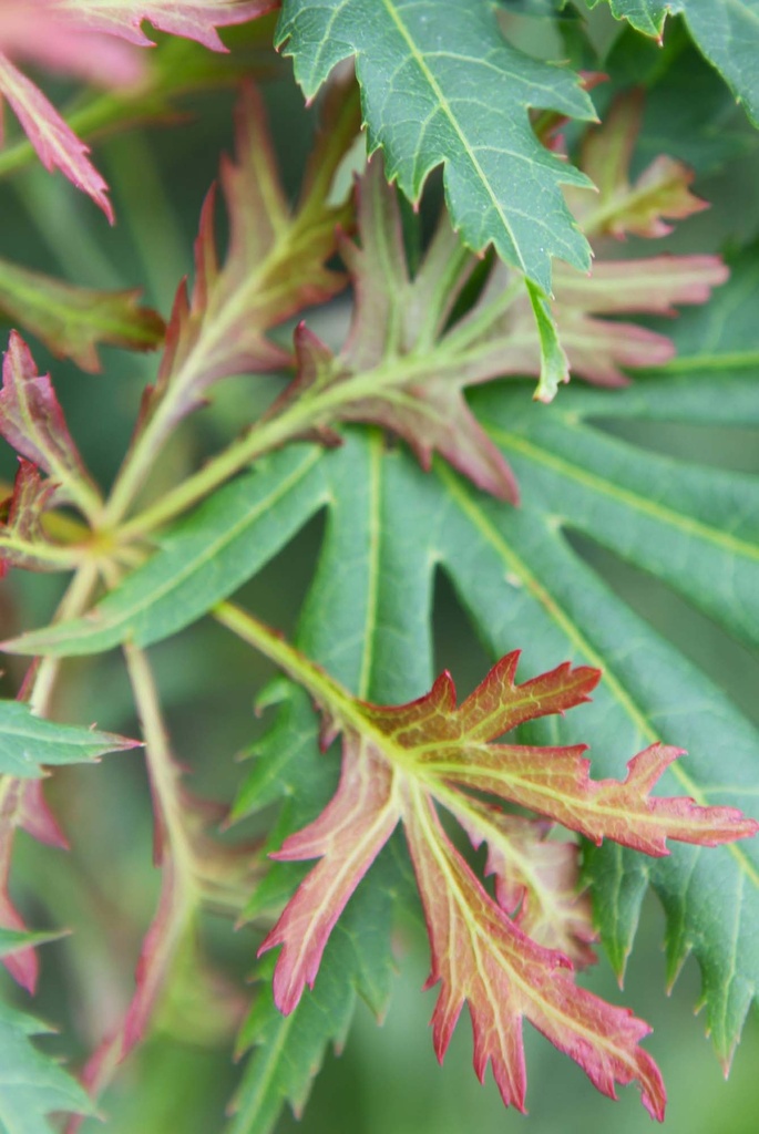 ACER PSEUDOSIEBOLDIANUM ARCTIC JADE
