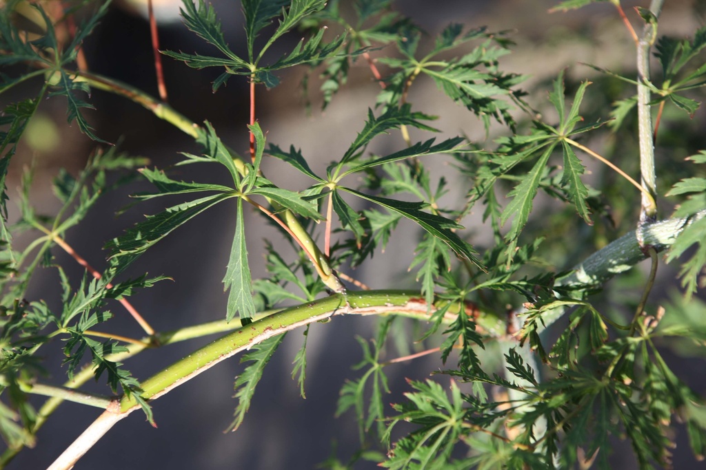 ACER PSEUDOSIEBOLDIANUM NORTH WIND