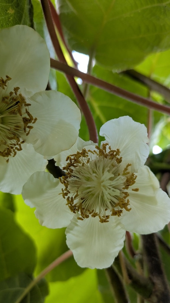 [ACMA] ACTINIDIA DELICIOSA 'ATLAS' (Pot 2 liter, 60-80 cm)