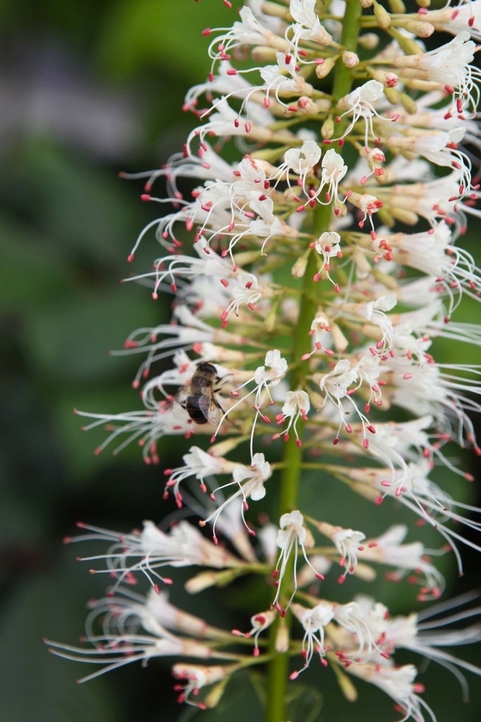 AESCULUS PARVIFLORA