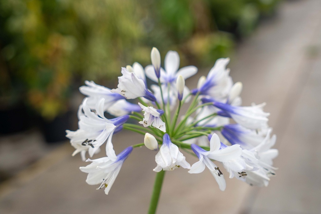 AGAPANTHUS AFRICANUS TWISTER