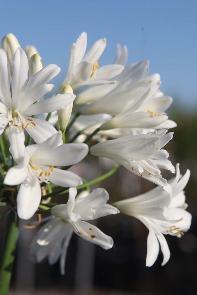 AGAPANTHUS WILLY'S WHITE