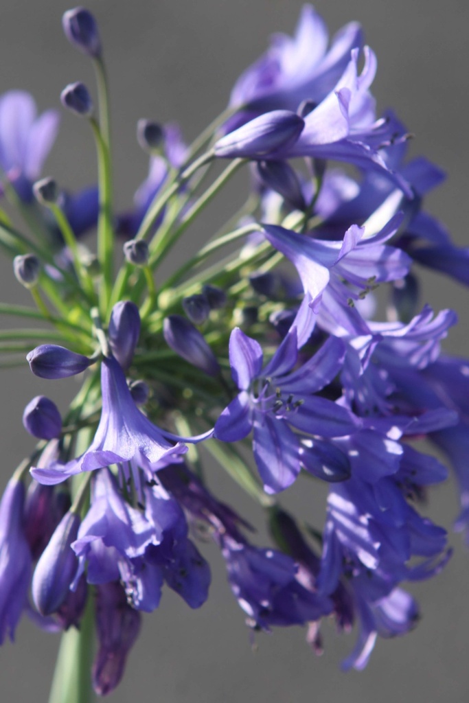AGAPANTHUS 'WINTER STORM'