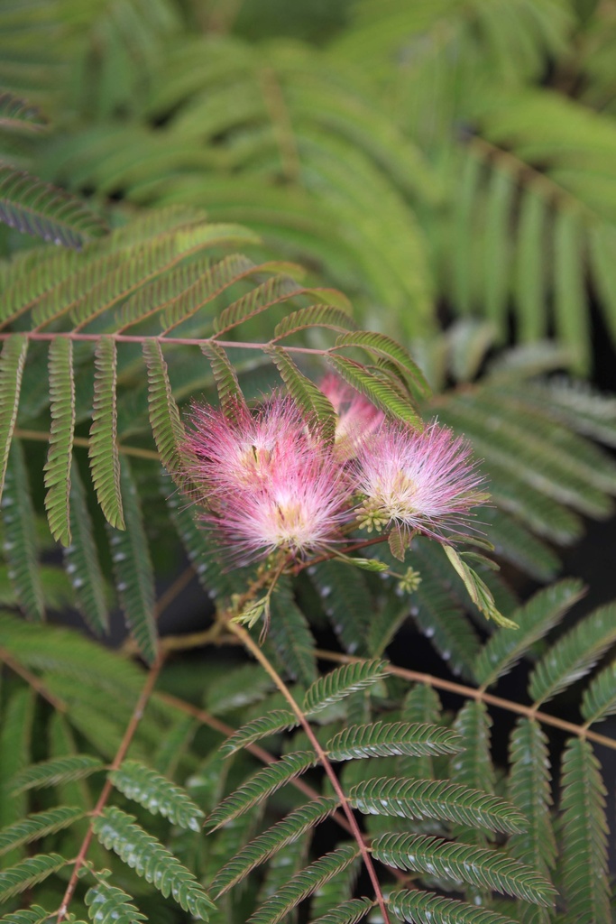ALBIZIA JULIBRISSIN TROPICAL DREAM