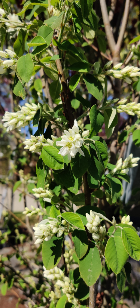 [AAOB125] AMELANCHIER ALNIFOLIA 'OBELISK' (Pot, 125-150 cm)