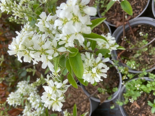 [APWI3C] AMELANCHIER 'PRINCE WILLIAM' (Pot 3 liter, 40-50 cm)