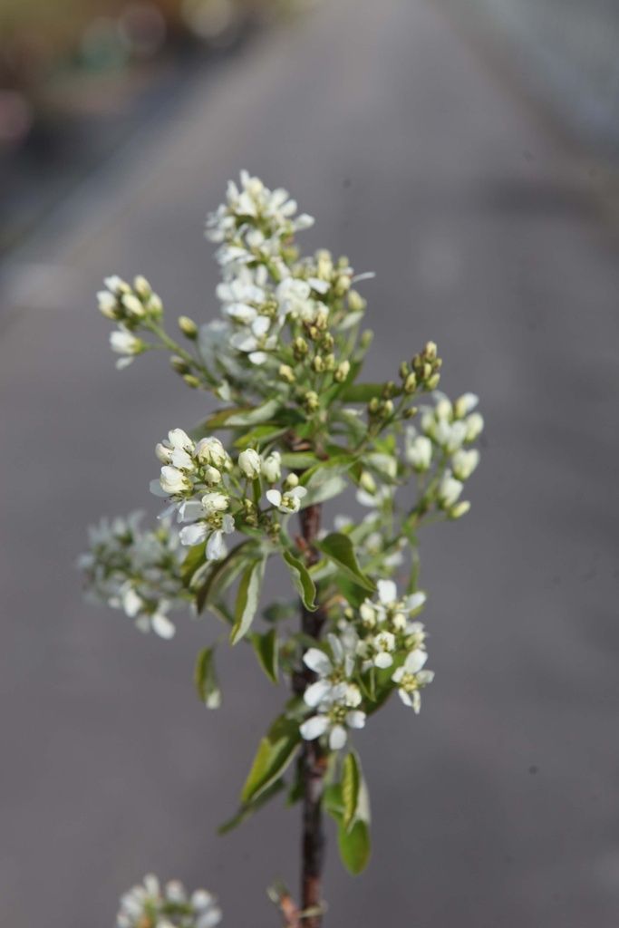 [ASBE40C3] AMELANCHIER 'SASKATOON® BERRY' (Pot 3 liter, 40-50 cm)
