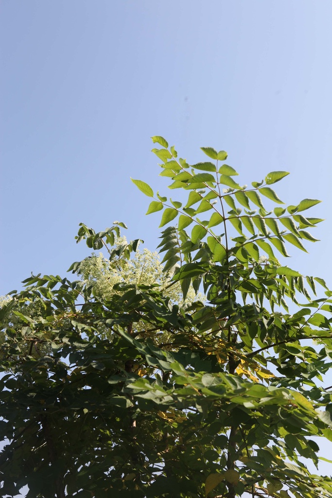 ARALIA ELATA