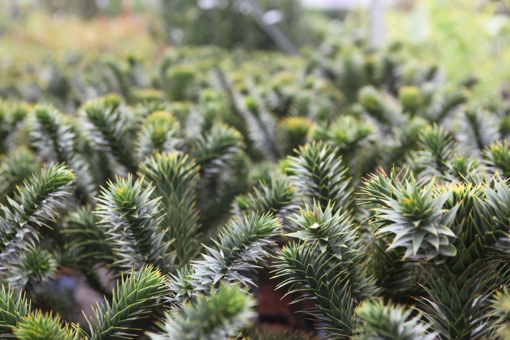 [AAR40] ARAUCARIA ARAUCANA (Pot 3 liter, 40-50 cm)