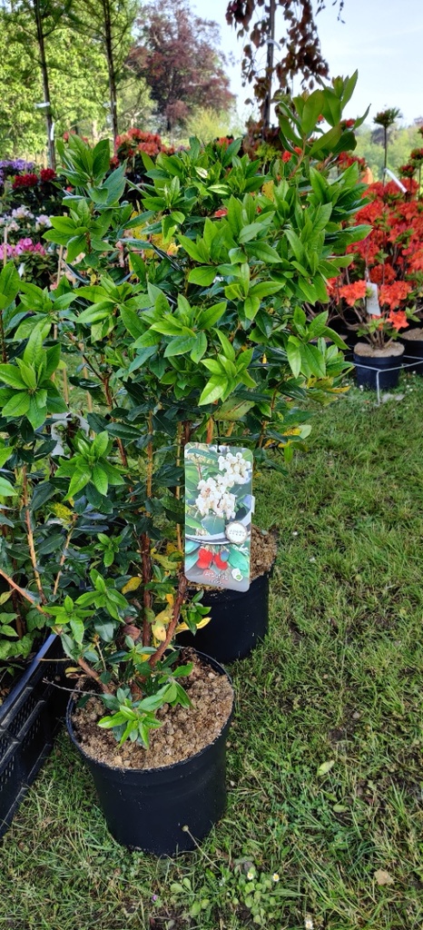 [AUN30] ARBUTUS UNEDO (Pot 3 liter, 30-40 cm)