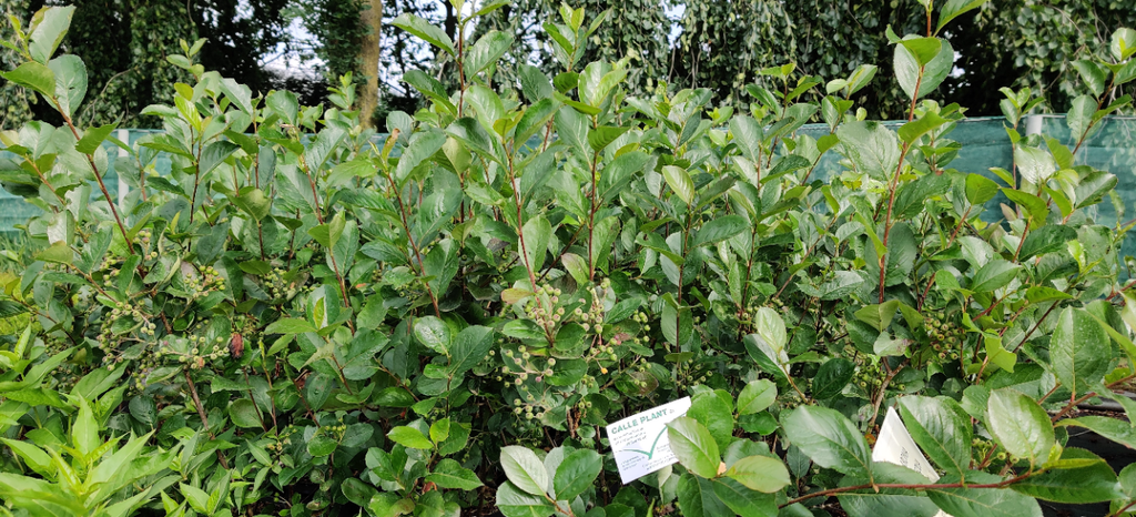 [AABR50] ARONIA ARBUTIFOLIA 'BRILLIANT' (Pot 3 liter, 50-60 cm)