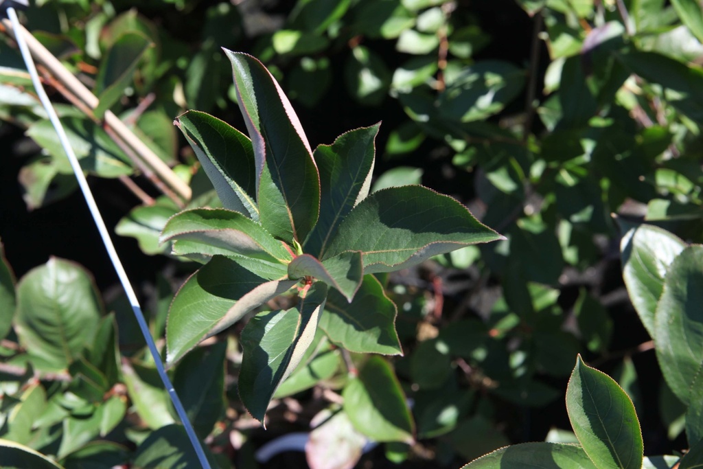 ARONIA ARBUTIFOLIA 'BRILLIANT'