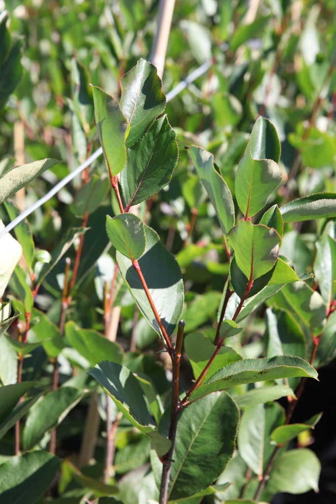 [AMAMA40C3] ARONIA MELANOCARPA 'AUTUMN MAGIC' (Pot 3 liter, 40-50 cm)