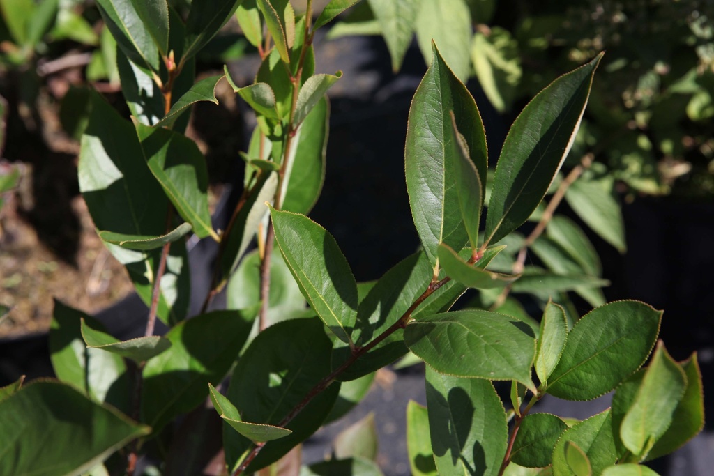 [AMHU40C3] ARONIA MELANOCARPA 'HUGIN' (Pot 3 liter, 40-50 cm)