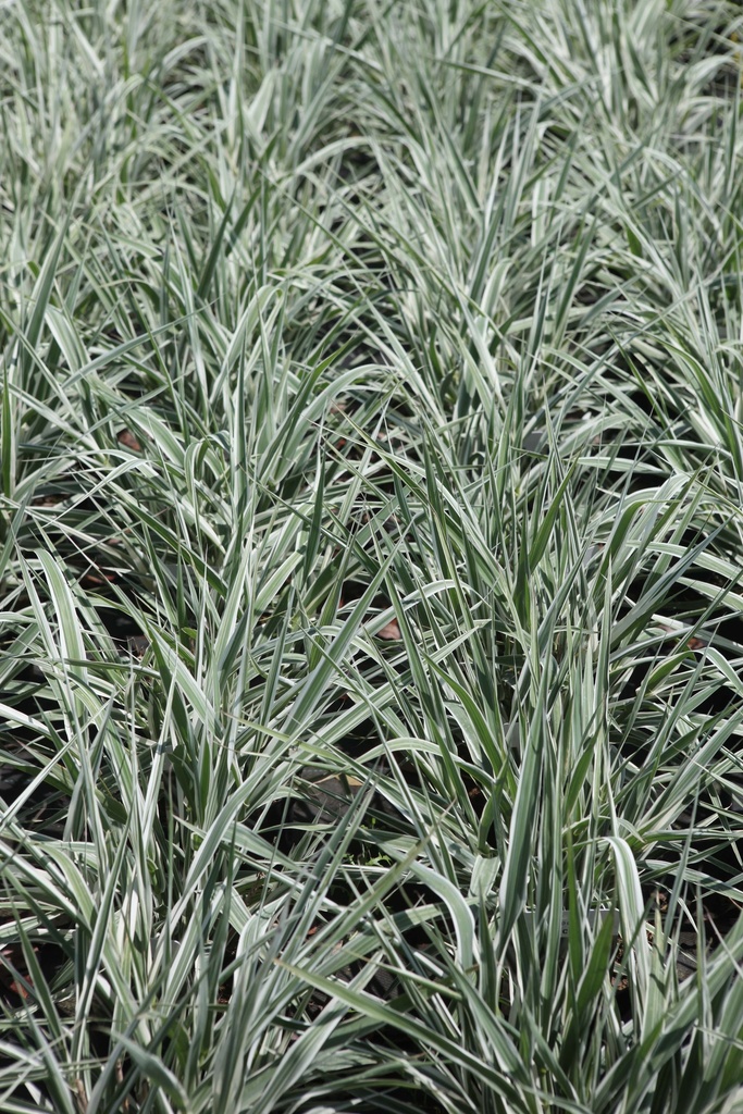 ARUNDO DONAX 'VERSICOLOR'