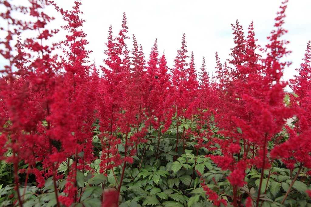 ASTILBE (A) 'FANAL '