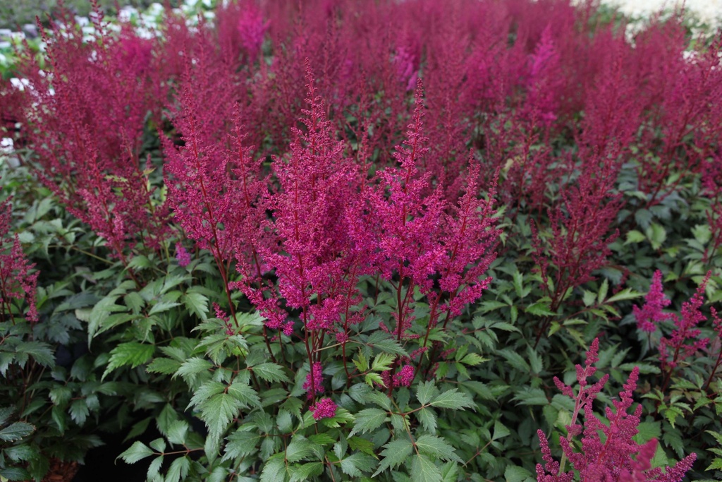 ASTILBE (J) 'ELISABETH VAN VEEN'