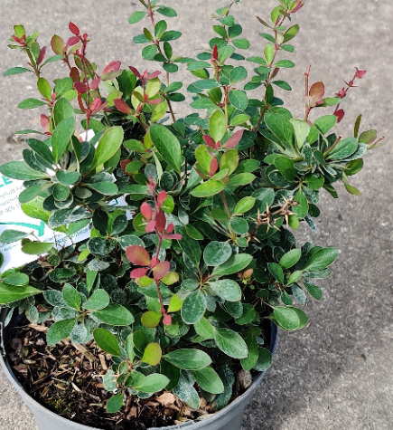 [BBNA25] BERBERIS BUXIFOLIA 'NANA' (Pot 3 liter, 25-30 cm)