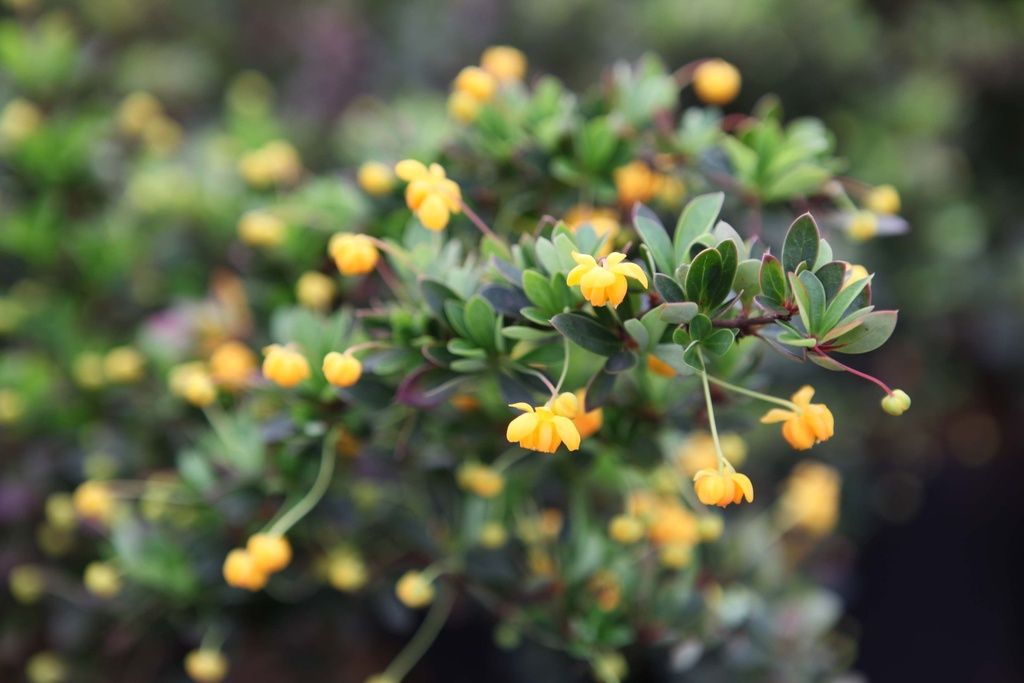 BERBERIS BUXIFOLIA 'NANA'