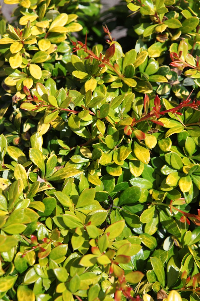 BERBERIS MEDIA 'DUAL JEWEL'