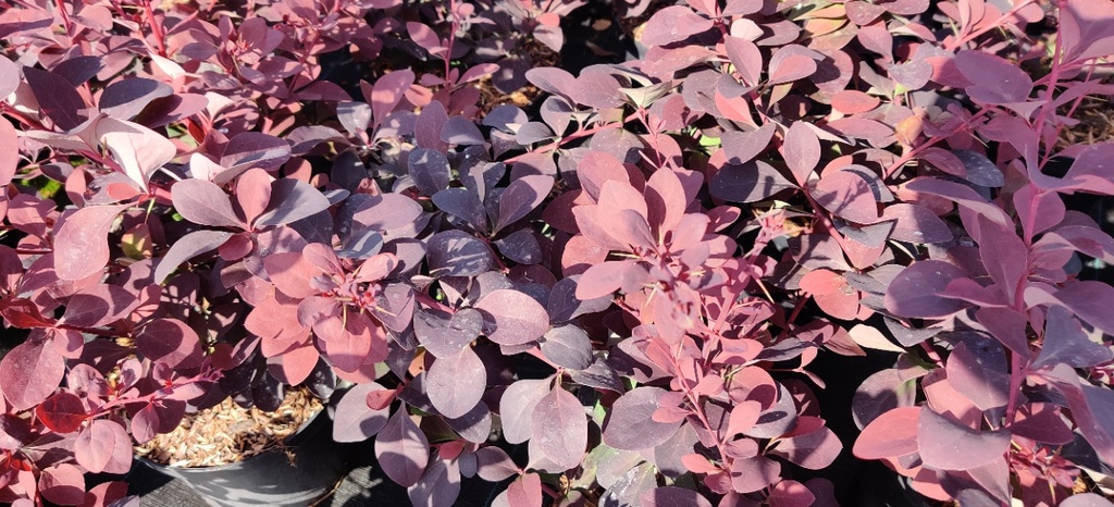 [BOSU40] BERBERIS OTTAWENSIS 'SUPERBA' (Pot 3 litres, 50-60 cm)