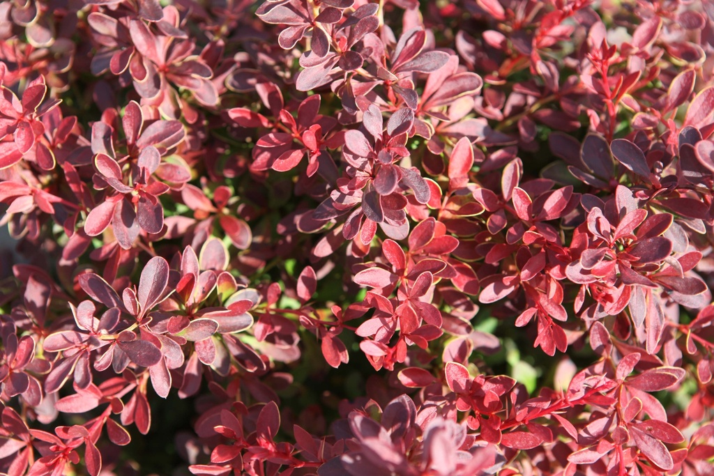 BERBERIS THUNBERGII 'ADMIRATION'