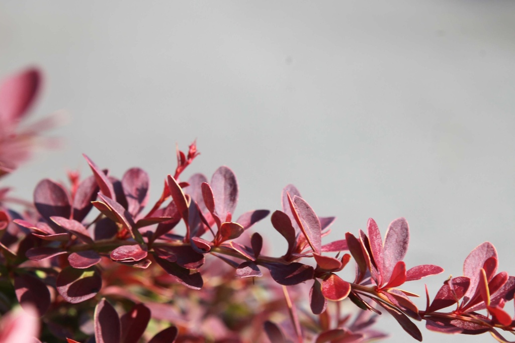 BERBERIS THUNBERGII CORAL