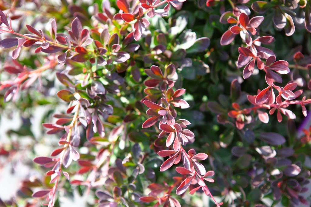 BERBERIS THUNBERGII FIRST EDITIONS® 'CABERNET®'