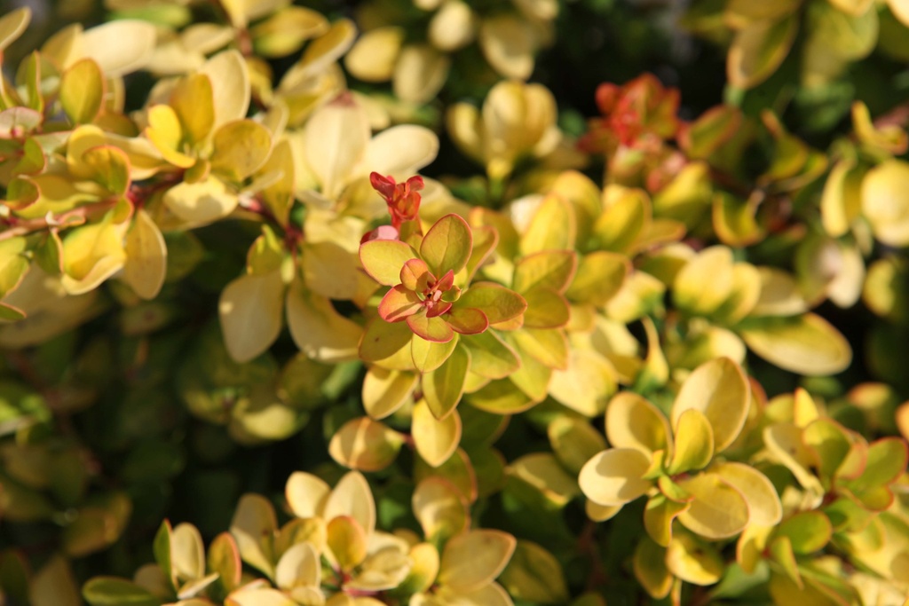 BERBERIS THUNBERGII FIRST EDITIONS® 'LIMONCELLO'