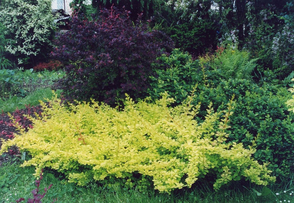 BERBERIS THUNBERGII 'GOLDEN CARPET®'